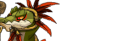 Shaman Dunîl
